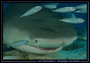 Close-up of a Lemon Shark. by Michel Lonfat 